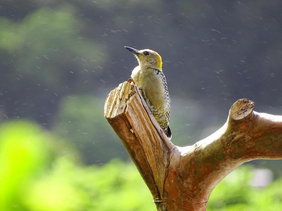 Miztli Lodge & Adventure Monteverde Εξωτερικό φωτογραφία